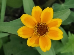 Zinnia haageana