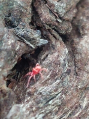 Trombidiformes