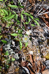 Clematis alpina sibirica