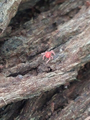 Trombidiformes