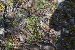 Clematis alpina sibirica