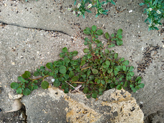 Trianthema portulacastrum