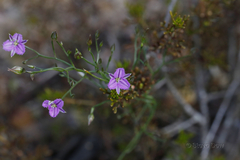 Thysanotus patersonii