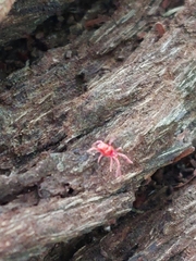 Trombidiformes