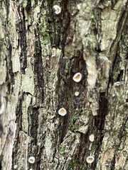 Aleurodiscus oakesii