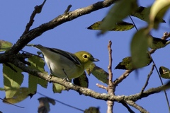 Vireo flavifrons