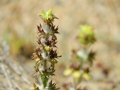 Sideritis montana