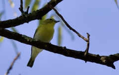 Vireo flavifrons