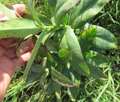Asclepias viridis
