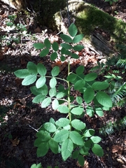 Rosa nutkana