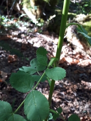 Rosa nutkana