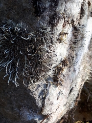 Pilophorus acicularis