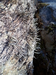 Pilophorus acicularis