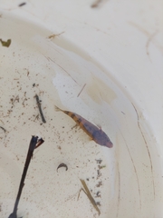 Gobiomorphus cotidianus