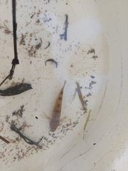 Gobiomorphus cotidianus