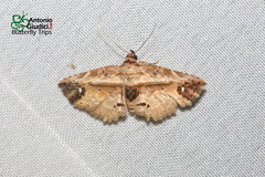 Eugnathia rosalba