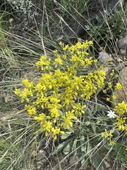 Eriogonum alatum