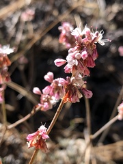 Eriogonum wrightii