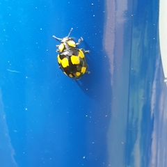 Illeis galbula