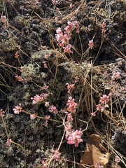 Eriogonum wrightii