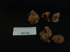 Hydnotrya