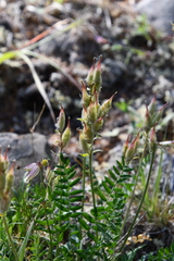 Oxytropis czekanowskii