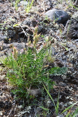 Oxytropis czekanowskii