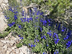 Salvia lycioides