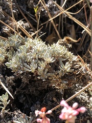 Eriogonum wrightii
