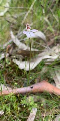 Caladenia pusilla