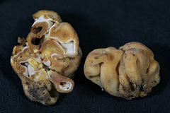 Hydnotrya