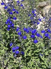 Salvia lycioides