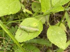 Pseudoxya diminuta