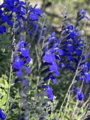 Salvia lycioides