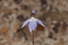 Cyanicula aperta