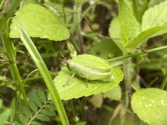 Pseudoxya diminuta
