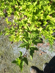 Physocarpus capitatus