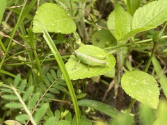 Pseudoxya diminuta