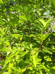 Physocarpus capitatus