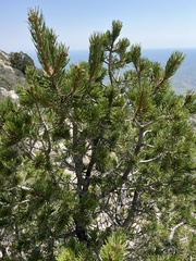 Pinus edulis