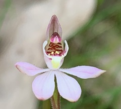 Caladenia pusilla