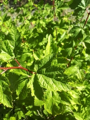 Physocarpus capitatus