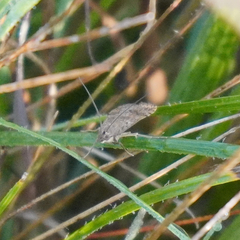Nomophila nearctica