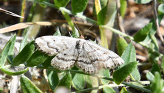 Scopula cajanderi