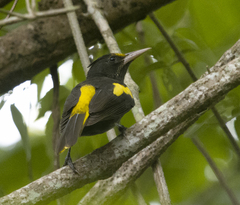 Cassiculus melanicterus