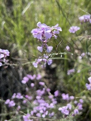 Hesperidanthus linearifolius