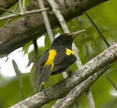 Cassiculus melanicterus