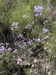 Hesperidanthus linearifolius
