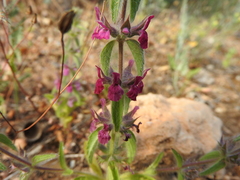 Sideritis romana purpurea
