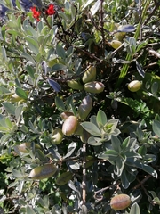 Podalyria sericea